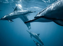 开云体育App-澳网愿不断深化与中国的联系——专访澳大利亚网球公开赛首席商务官科内利斯|大满贯|球员|赛事|女单|李娜_新浪新闻